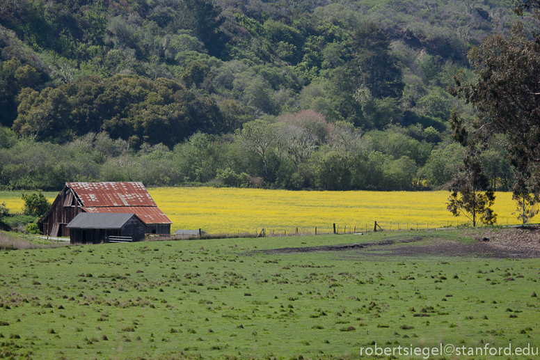 farm house with yellow flowers